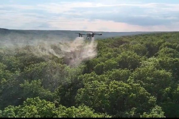 Stejarii seculari din centrul țării, atacați de dăunători. Silvicultorii au intervenit pe 104 hectare de pădure