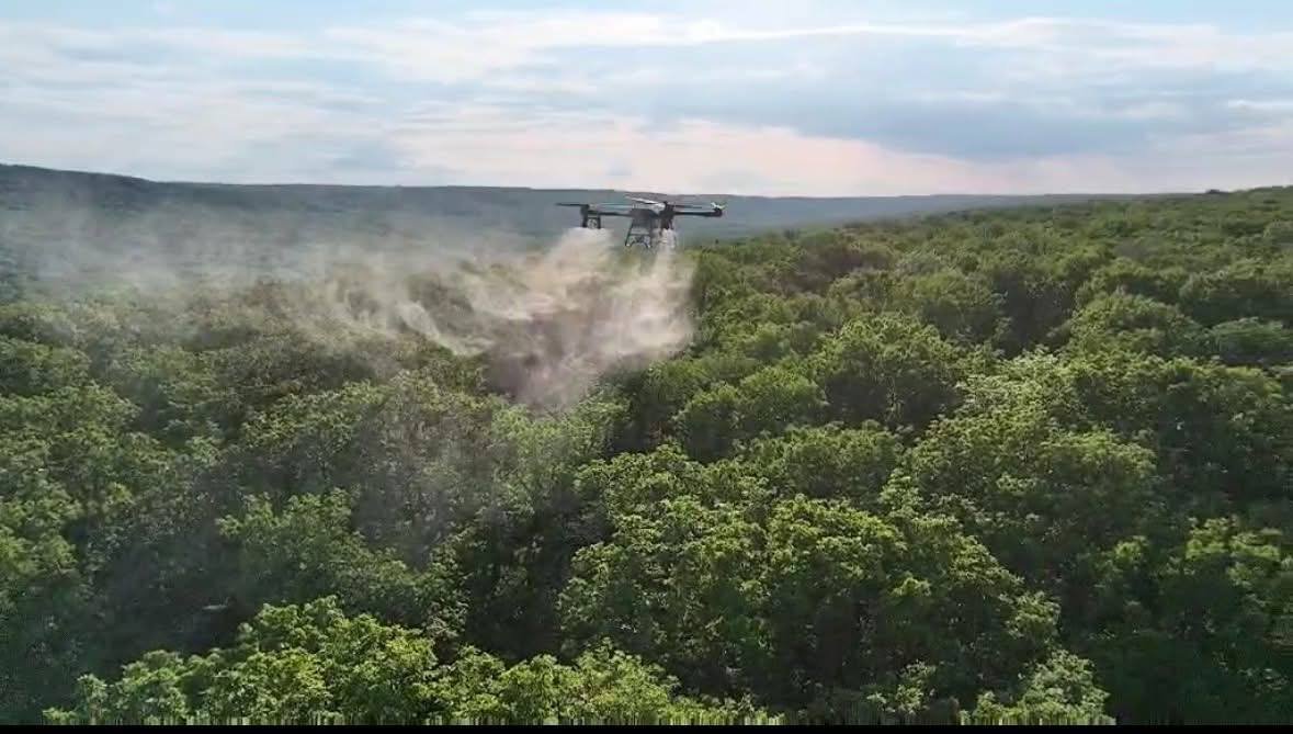 Stejarii seculari din centrul țării, atacați de dăunători. Silvicultorii au intervenit pe 104 hectare de pădure