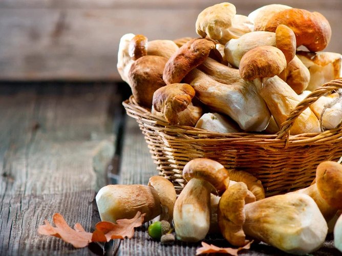 Ciupercile, alternativa sustenabilă la carne: beneficii pentru siluetă și mediu