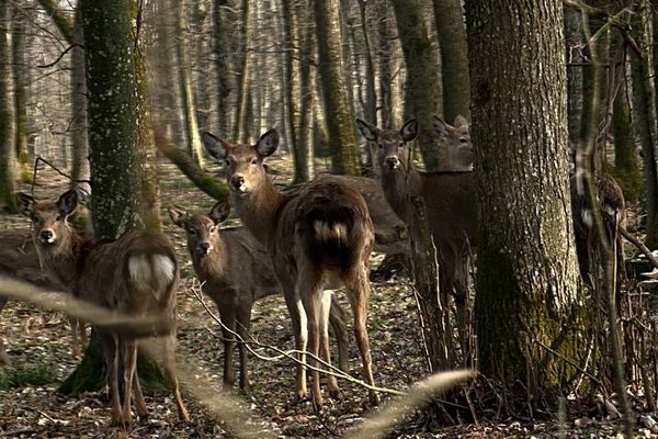 Scandalul celor 913 căprioare și 534 de cerbi: necesitate ecologică sau interes cinegetic?