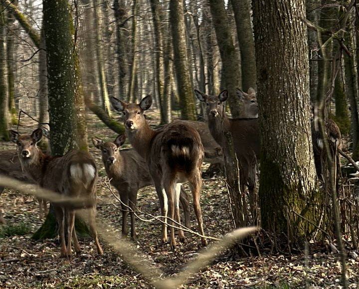 Scandalul celor 913 căprioare și 534 de cerbi: necesitate ecologică sau interes cinegetic?