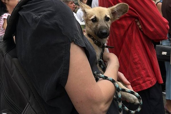 Protest la Guvern: organizațiile cer o structură națională pentru protecția animalelor