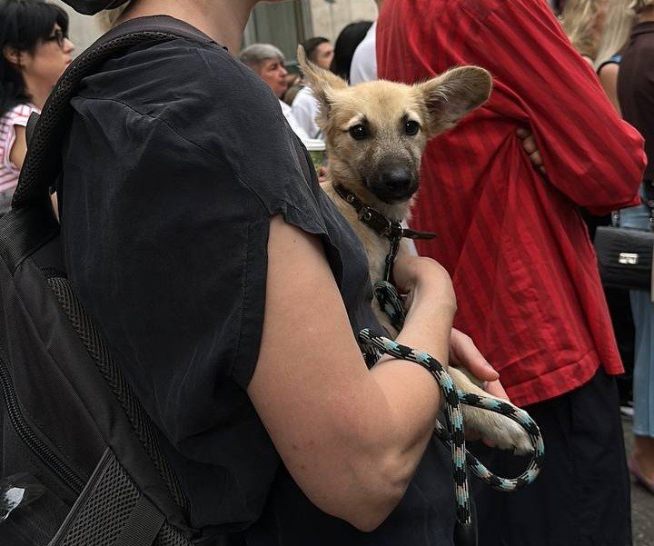 Protest la Guvern: organizațiile cer o structură națională pentru protecția animalelor