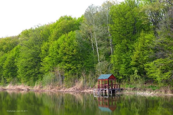 „Plaiul Fagului”: pădurea din Codri unde fagul crește la limita estică a arealului său