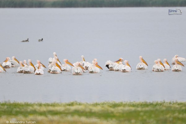 Global Big Day în Republica Moldova: 141 de specii de păsări observate într-o singură zi