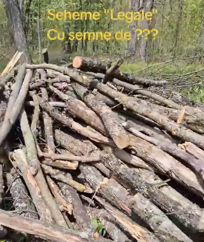 Sesizare GNM: Nereguli în exploatarea forestieră la Ocolul Silvic Scoreni
