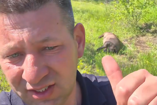 Cadavre de porci domestici descoperite în extravilanul localităților Hansca și Costești
