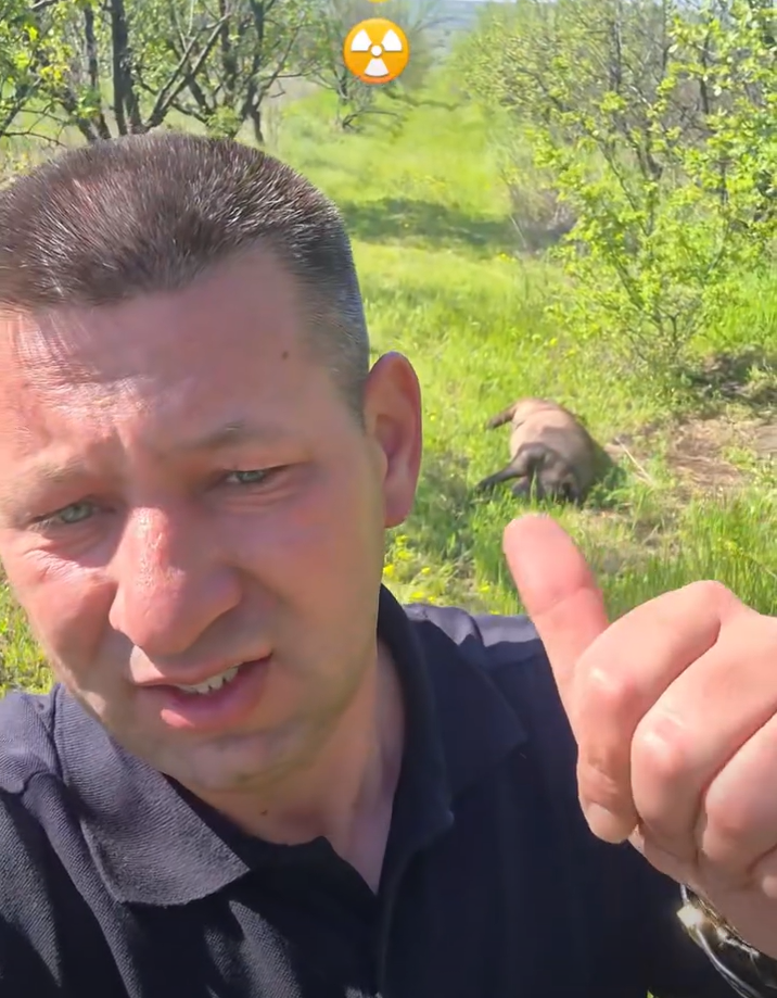 Cadavre de porci domestici descoperite în extravilanul localităților Hansca și Costești