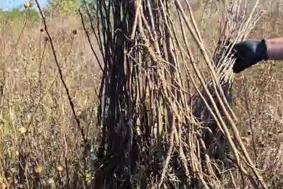 Împăduriri neexecutate pe circa 40 de hectare la Dobrogea, în or. Sîngera