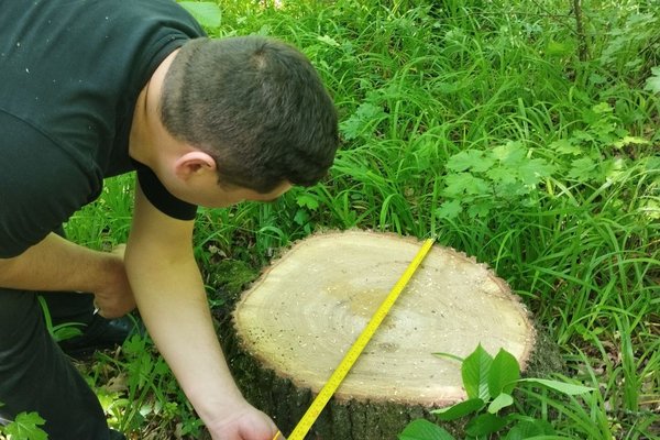 Tăieri ilegale și deversări de ape uzate în nordul țării. Prejudiciul adus mediului depășește 68 de mii de lei