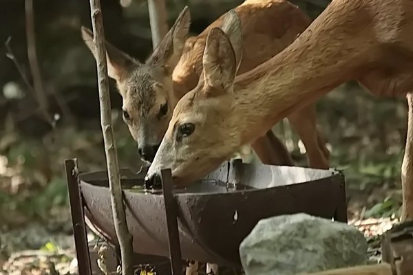 Pregătiri de iarnă pentru animalele sălbatice din Codru: Apelul lui nea Stan către comunitate