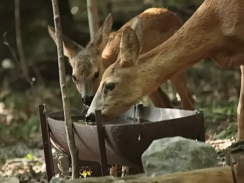 Pregătiri de iarnă pentru animalele sălbatice din Codru: Apelul lui nea Stan către comunitate