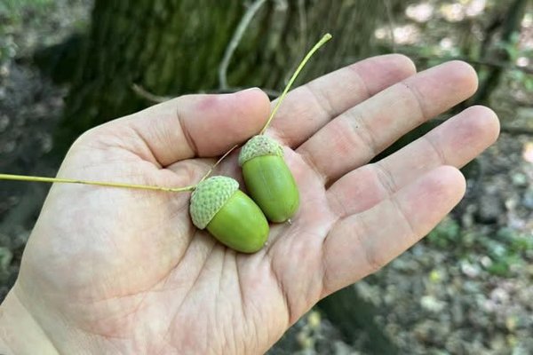 Stejarii au rodit slab în acest an. Arboretum.Live caută ghindă pentru 120.000 de puieți