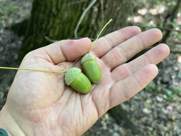 Stejarii au rodit slab în acest an. Arboretum.Live caută ghindă pentru 120.000 de puieți