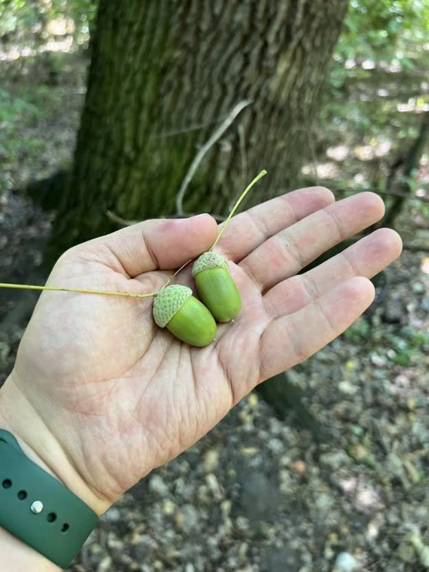 Stejarii au rodit slab în acest an. Arboretum.Live caută ghindă pentru 120.000 de puieți