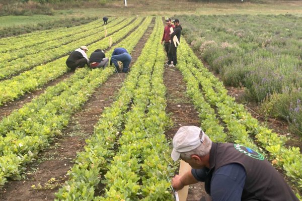 Peste 31 de milioane de puieți forestieri, pregătiți pentru plantările din toamnă și primăvară