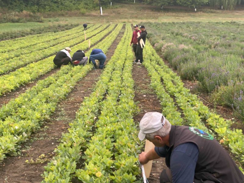 Peste 31 de milioane de puieți forestieri, pregătiți pentru plantările din toamnă și primăvară