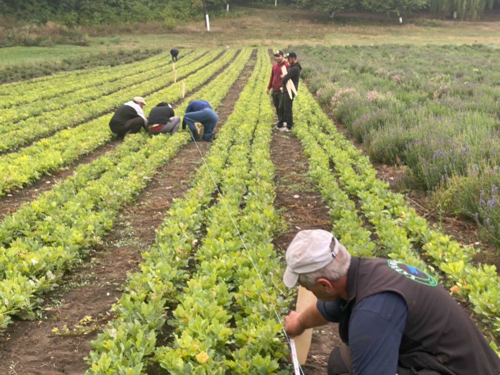 Peste 31 de milioane de puieți forestieri, pregătiți pentru plantările din toamnă și primăvară