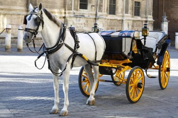 Palermo interzice trăsurile cu cai: tranziția la vehicule electrice pentru protecția animalelor