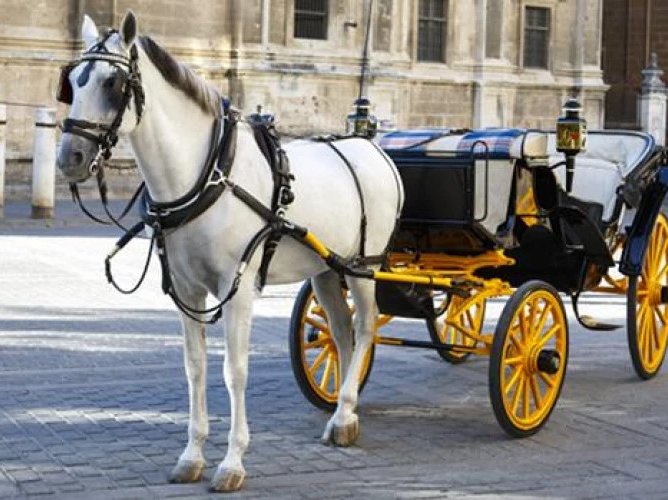 Palermo interzice trăsurile cu cai: tranziția la vehicule electrice pentru protecția animalelor