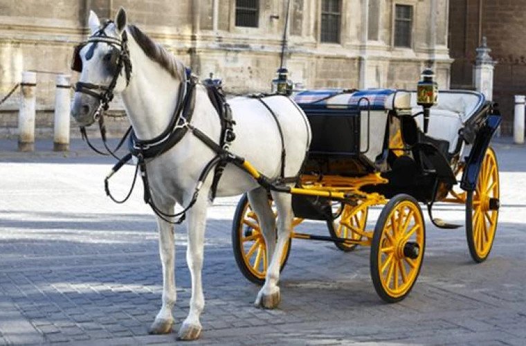 Palermo interzice trăsurile cu cai: tranziția la vehicule electrice pentru protecția animalelor
