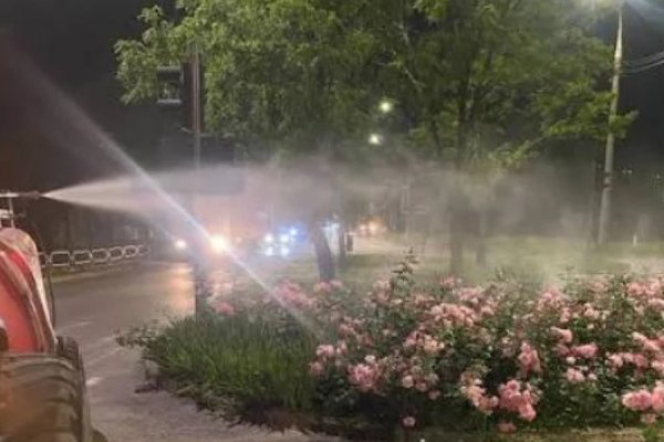 Chișinăul intensifică lupta împotriva ambroziei prin tratamente nocturne