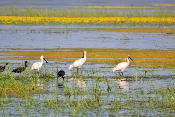 Republica Moldova adoptă Programul pentru biodiversitate 2026-2030