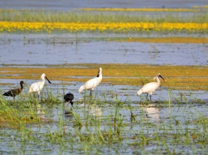 Republica Moldova adoptă Programul pentru biodiversitate 2026-2030