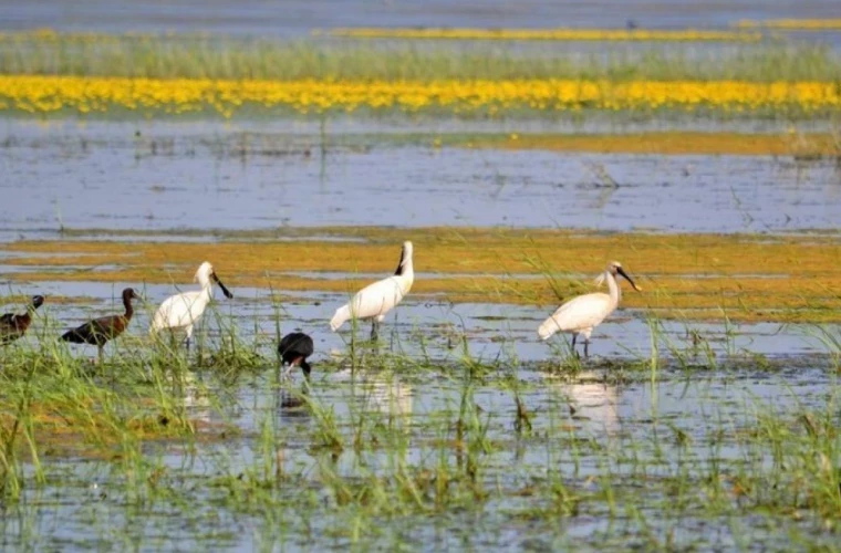 Republica Moldova adoptă Programul pentru biodiversitate 2026-2030