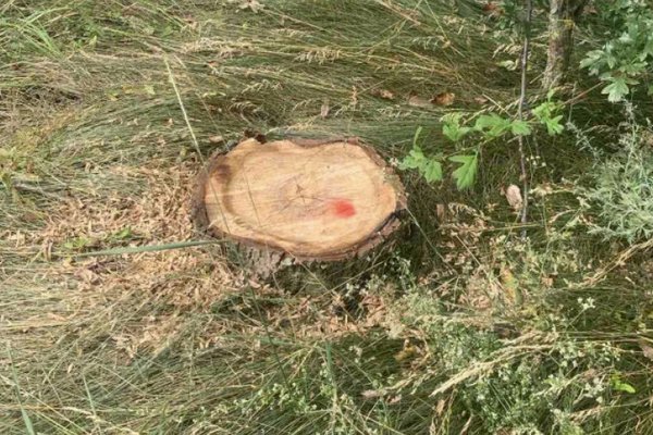 Tăieri ilegale de nuci în fâșia forestieră din Drochia: Prejudiciu de peste 12 mii de lei