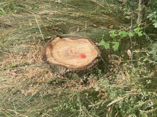 Tăieri ilegale de nuci în fâșia forestieră din Drochia: Prejudiciu de peste 12 mii de lei
