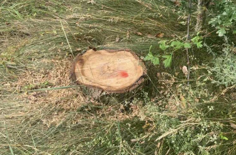 Tăieri ilegale de nuci în fâșia forestieră din Drochia: Prejudiciu de peste 12 mii de lei