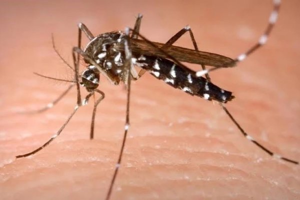 Virusul West Nile în Europa: cum ne protejăm și ce legătură are cu mediul