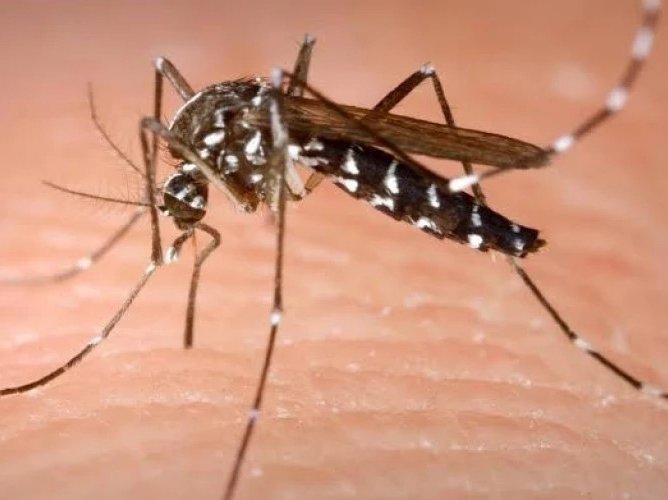 Virusul West Nile în Europa: cum ne protejăm și ce legătură are cu mediul