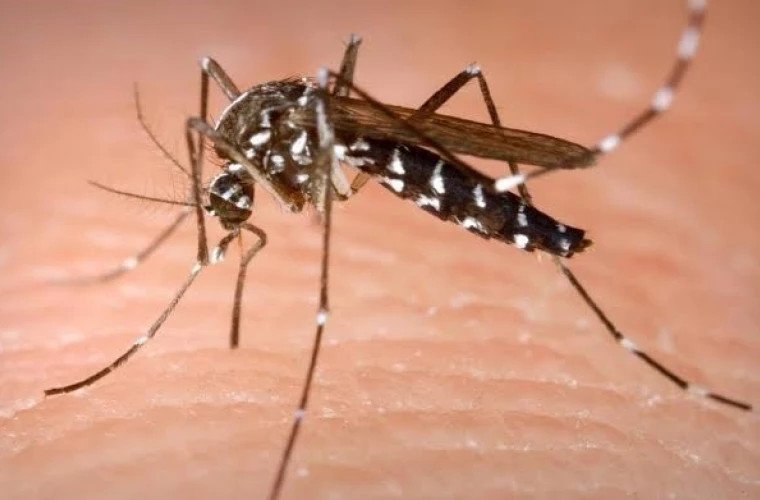 Virusul West Nile în Europa: cum ne protejăm și ce legătură are cu mediul