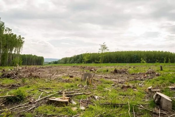 Sancțiuni mai aspre pentru tăierile ilegale din această toamnă