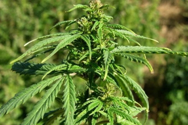 Cultivarea cânepei tehnice, autorizată legal în extravilanul Băcioiului