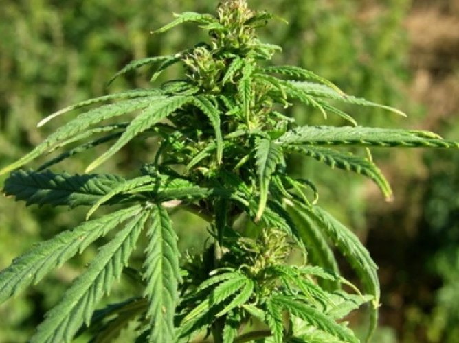 Cultivarea cânepei tehnice, autorizată legal în extravilanul Băcioiului