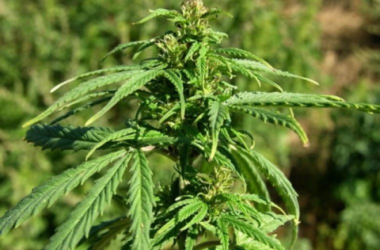 Cultivarea cânepei tehnice, autorizată legal în extravilanul Băcioiului