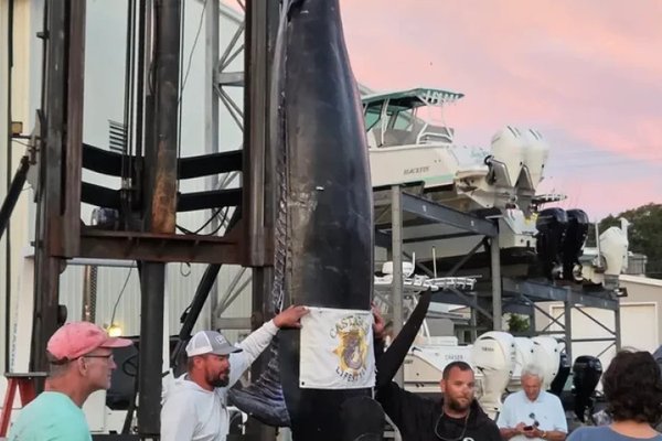 Record pescuit: un marlin albastru de 400 kg, capturat în Massachusetts