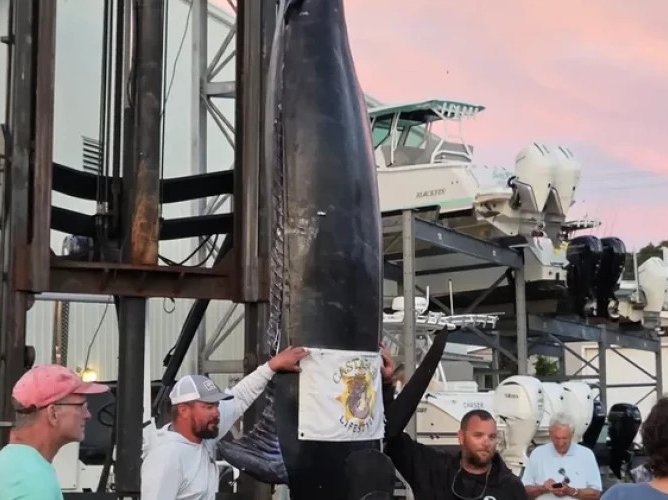 Record pescuit: un marlin albastru de 400 kg, capturat în Massachusetts