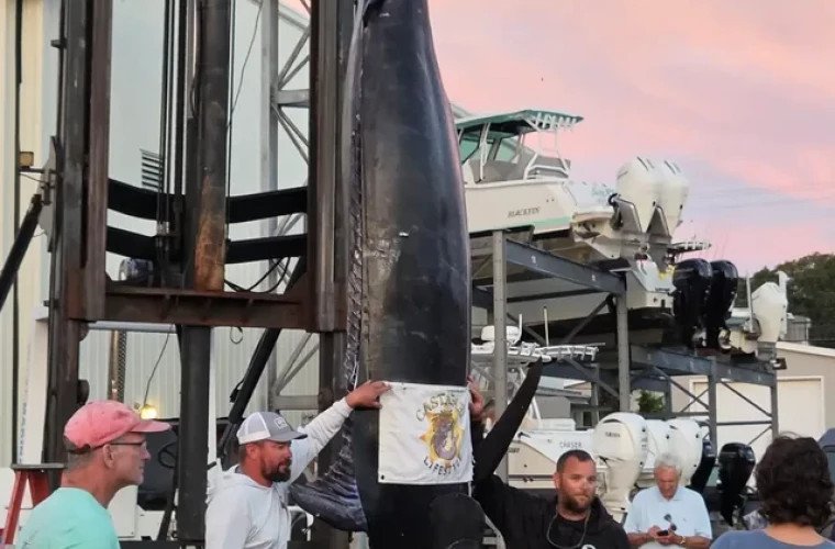 Record pescuit: un marlin albastru de 400 kg, capturat în Massachusetts