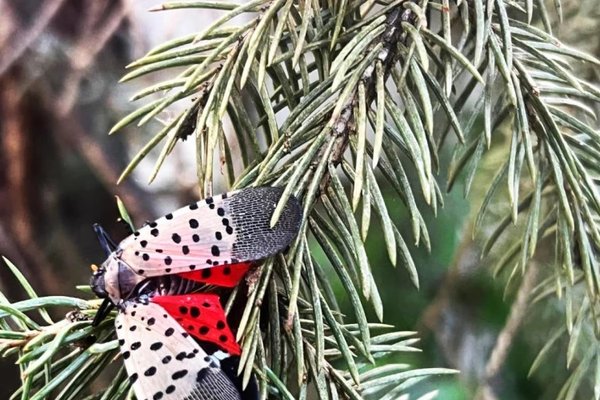 Insectă invazivă periculoasă pentru viță-de-vie, depistată în Chișinău