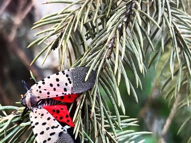 Insectă invazivă periculoasă pentru viță-de-vie, depistată în Chișinău
