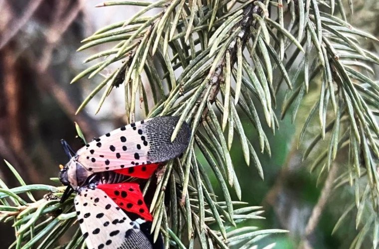 Insectă invazivă periculoasă pentru viță-de-vie, depistată în Chișinău