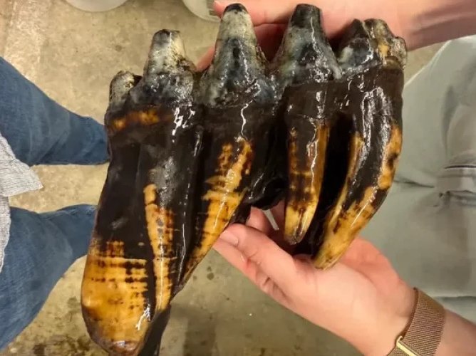 Un dinte de mastodont din era glaciară, descoperit accidental în California