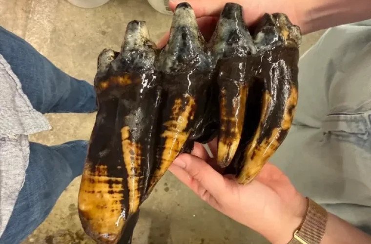 Un dinte de mastodont din era glaciară, descoperit accidental în California