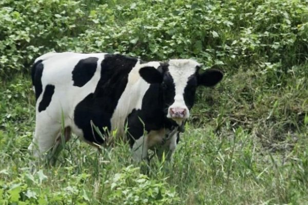 Controale ANSA în gospodăriile cu animale: 76% dintre deținători și-au remediat neregulile