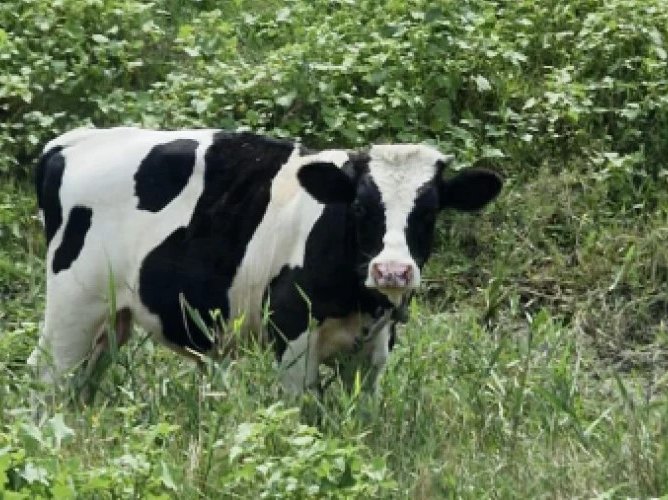 Controale ANSA în gospodăriile cu animale: 76% dintre deținători și-au remediat neregulile