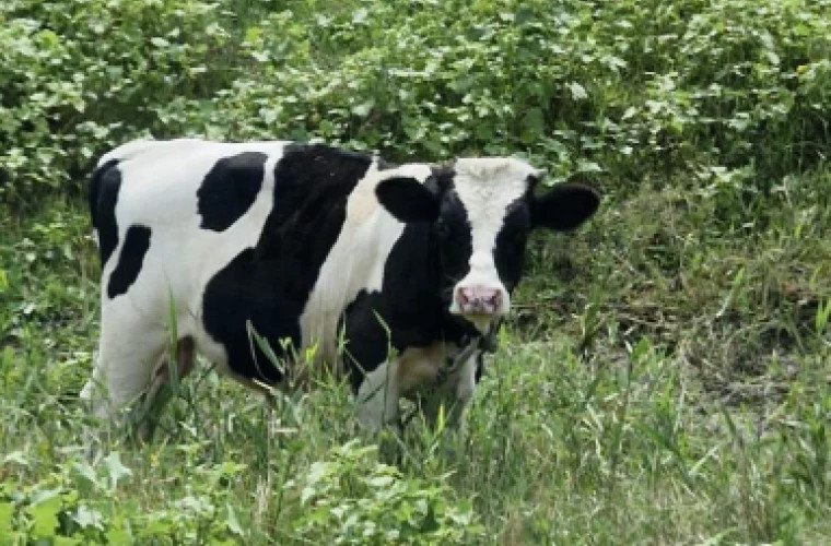 Controale ANSA în gospodăriile cu animale: 76% dintre deținători și-au remediat neregulile